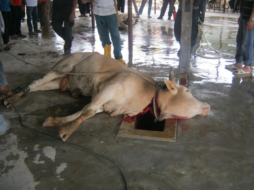 Majlis Korban Masjid Ayer Molek 1432h 