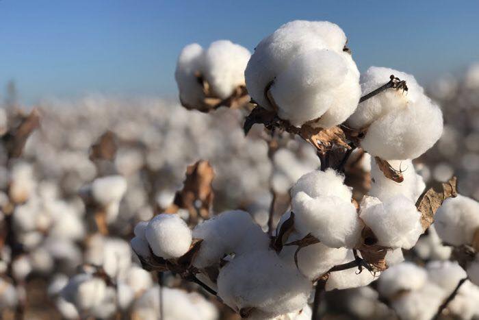Fakta Kain Cotton 