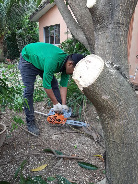 Kini Bersiaran Kerja-kerja Mencantas Dahan Pokok Mangga Dan 