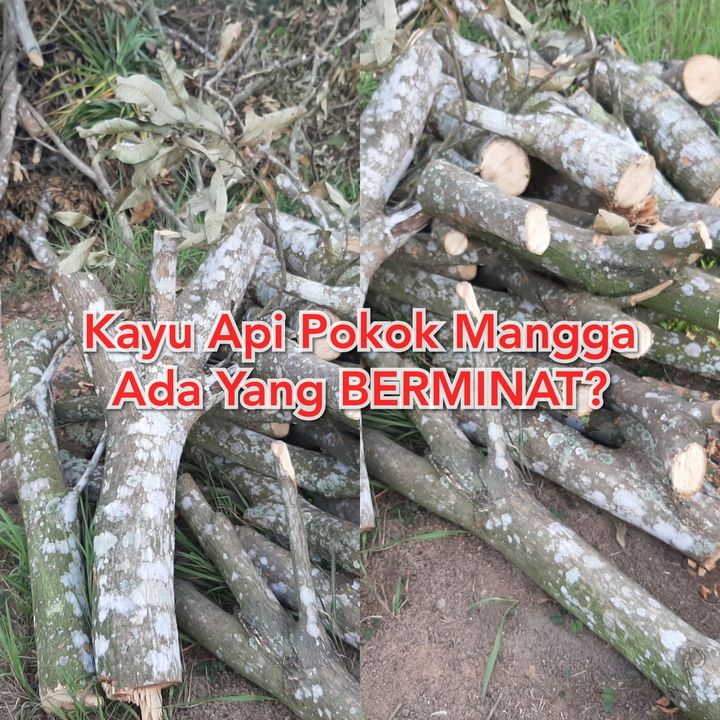 Kayu Api Pokok Mangga, Dah Siap Potong Ada 