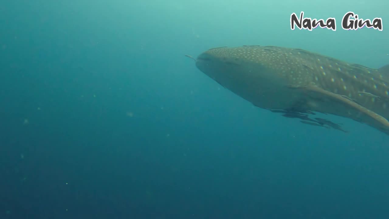 Yeayy Today We Spotted This Gentle Giant On 