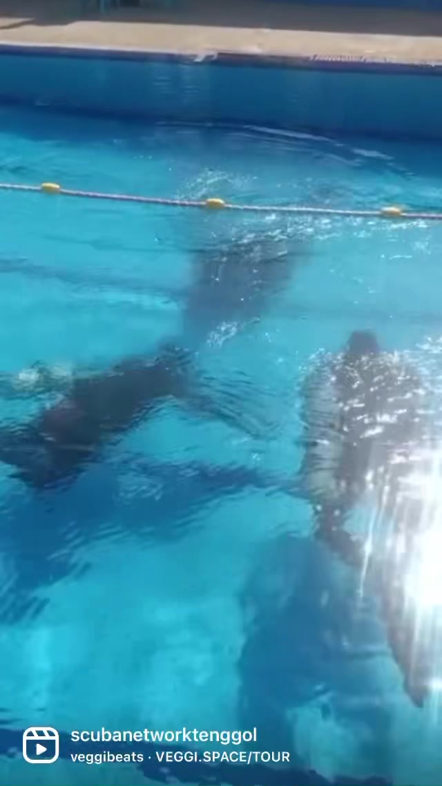 Iantd Sidemount Divers In The Making Practice Sidemount 