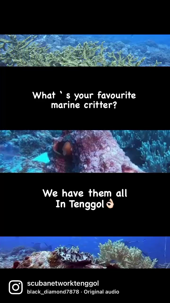 Hey Divers What S Your Favourite Marine Critter 