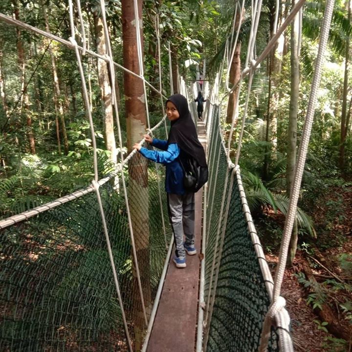 Canopy Walk Walkway Canopy Walk Walkway
