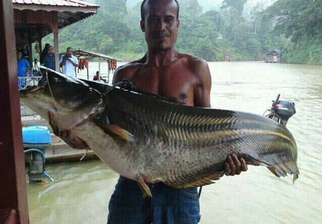 2d1n National Park (taman Negara) Full Board Package 2d1n National Park (taman Negara) Full Board Package