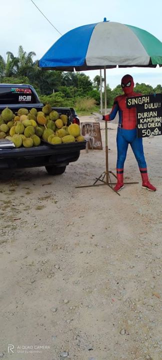 Spiderman Niaga Durian Kampung Ulu Cheka,jerantut. Spiderman Niaga Durian Kampung Ulu Cheka,jerantut.