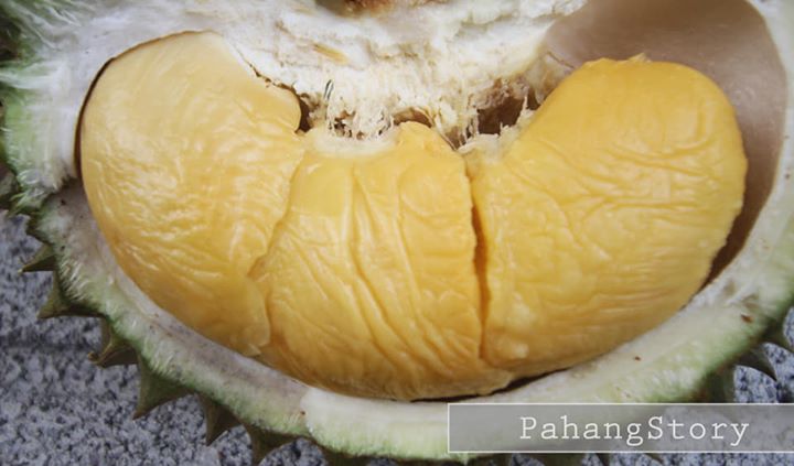 Mas Hijau Durian Premium Terbaik Pahang- Lemak Manis, Mas Hijau Durian Premium Terbaik Pahang- Lemak Manis,