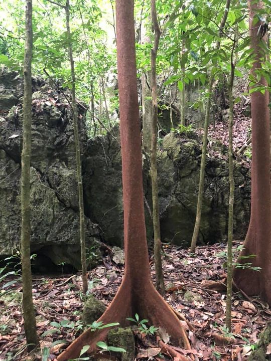 Pokok Merah Terdapat Di Dalam Hutan Kota Gua Pokok Merah Terdapat Di Dalam Hutan Kota Gua