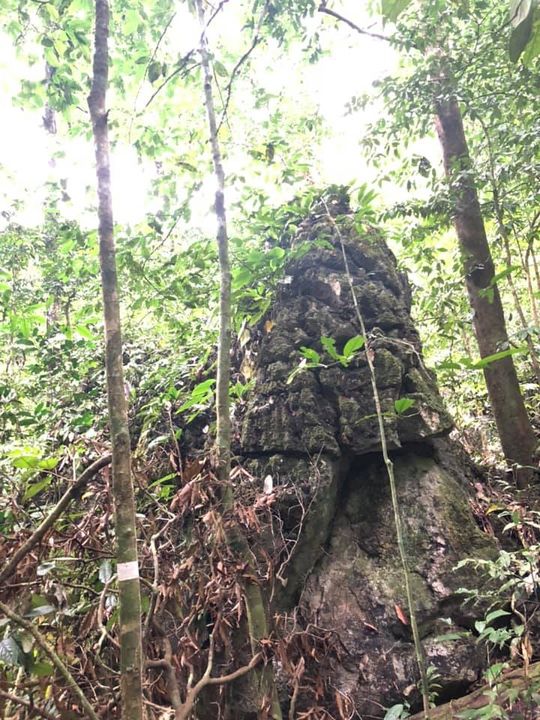 3d2n National Park (taman Negara) Full Board Package 3d2n National Park (taman Negara) Full Board Package
