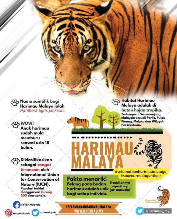 [kempen Selamatkan Harimau Malaya: Fakta Harimau 
