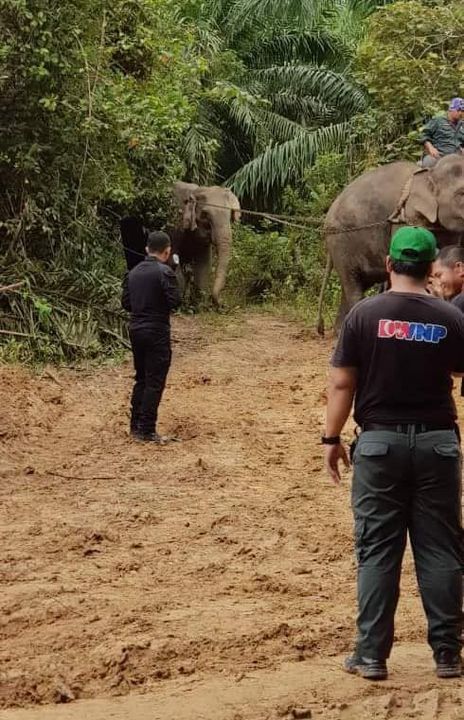 Seekor Gajah Betina Berjaya Dijinakkan Dan Ditangkap Oleh Seekor Gajah Betina Berjaya Dijinakkan Dan Ditangkap Oleh