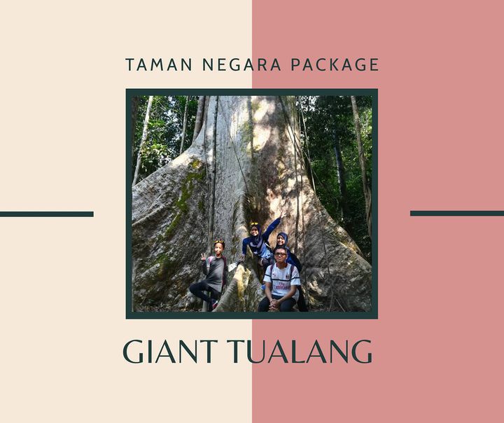 Giant Tualang Giant Tualang