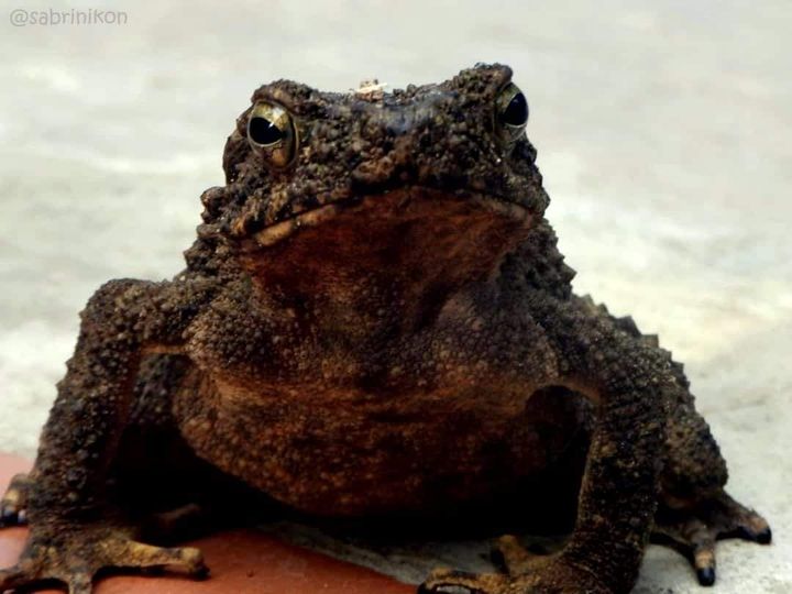 Malayan Giant Toad 