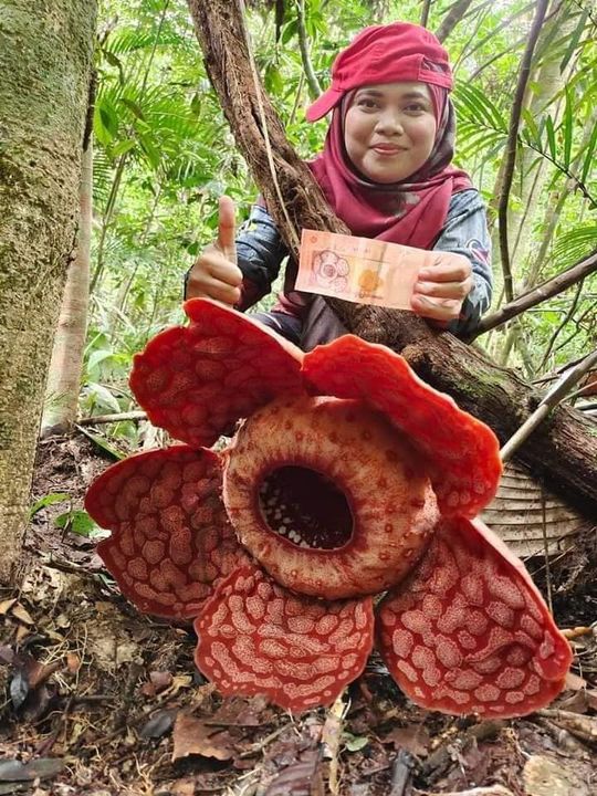 Rafflesia Trail Ulu Cheka Jerantut Rafflesia Trail Ulu Cheka Jerantut