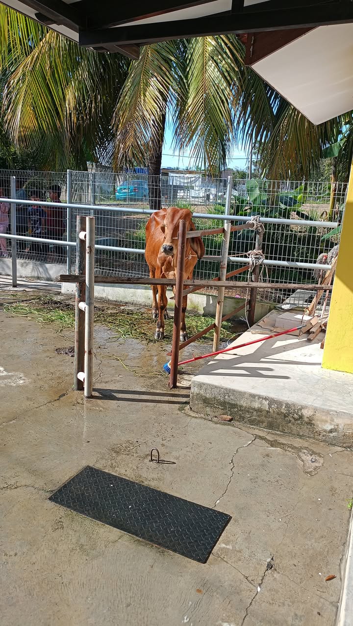 Alhamdulillah.. Ibadah Qurban Di Masjid Tun Mohd Khalil 